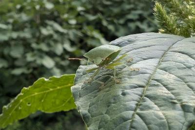 <i>Nezara viridula</i>