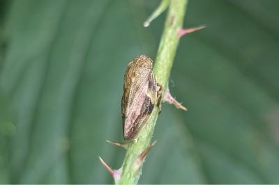 <i>Aphrophora alni</i>