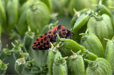 <i>Graphosoma italicum</i>