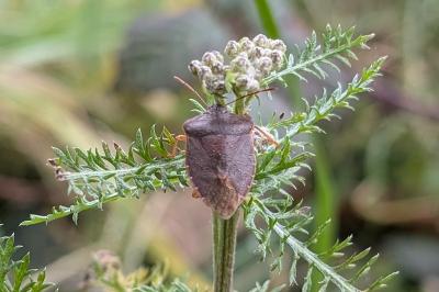 <i>Palomena prasina</i>