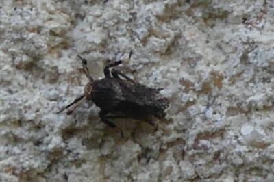 <i>Asiraca clavicornis</i>