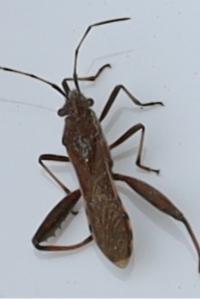 <i>Camptopus lateralis</i>