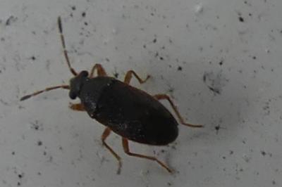 <i>Stygnocoris fuligineus</i>
