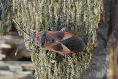 <i>Arocatus roeselii</i>