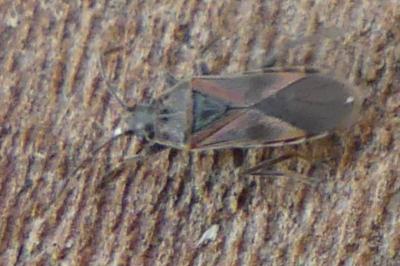 <i>Arocatus roeselii</i>