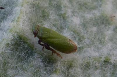 <i>Tettigometra virescens</i>