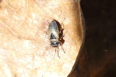 <i>Geocoris megacephalus</i>