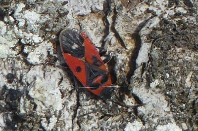 <i>Melanocoryphus albomaculatus</i>