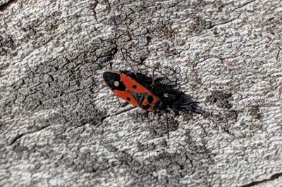 <i>Melanocoryphus albomaculatus</i>