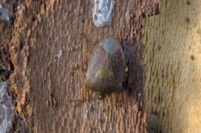 <i>Nezara viridula</i>