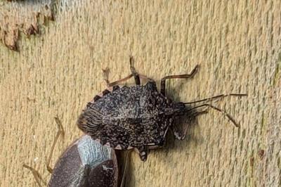 <i>Halyomorpha halys</i>