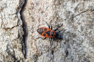 <i>Pyrrhocoris apterus</i>