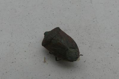 <i>Nezara viridula</i>
