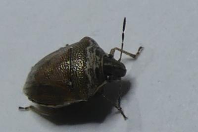 <i>Eysarcoris ventralis</i>