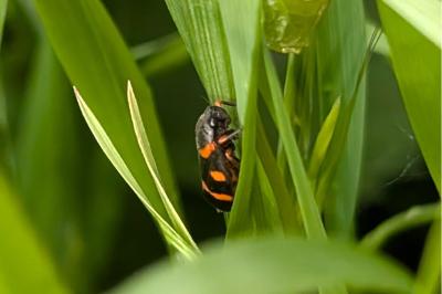 <i>Cercopis intermedia</i>