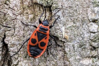 <i>Pyrrhocoris apterus</i>