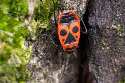 <i>Pyrrhocoris apterus</i>