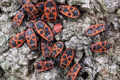 <i>Pyrrhocoris apterus</i>