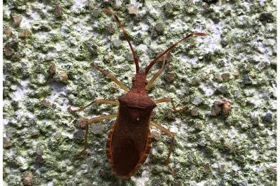 <i>Gonocerus acuteangulatus</i>