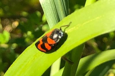 <i>Cercopis vulnerata</i>