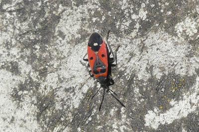 <i>Melanocoryphus albomaculatus</i>