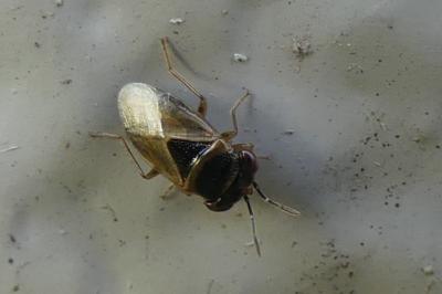 <i>Geocoris megacephalus</i>