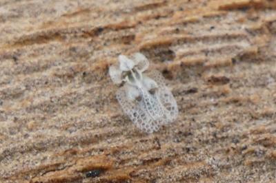 <i>Corythucha ciliata</i>