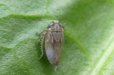 <i>Anaceratagallia</i>