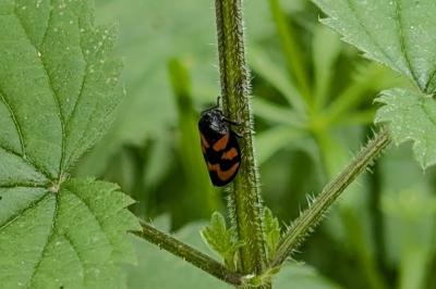 <i>Cercopis vulnerata</i>