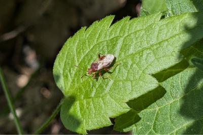 <i>Rhopalus subrufus</i>
