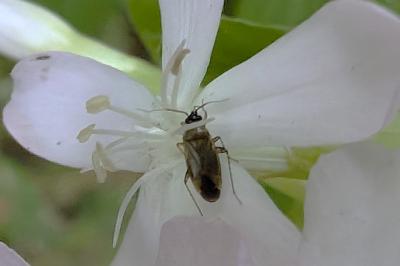 <i>Plagiognathus arbustorum</i>