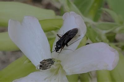 <i>Plagiognathus arbustorum</i>