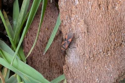 <i>Arocatus roeselii</i>