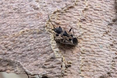 <i>Rhyparochromus vulgaris</i>