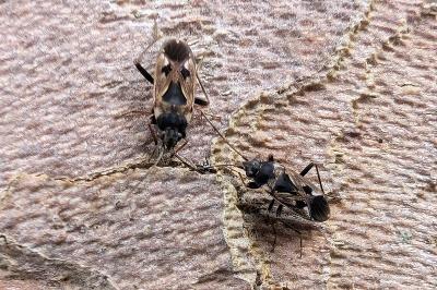 <i>Rhyparochromus vulgaris</i>