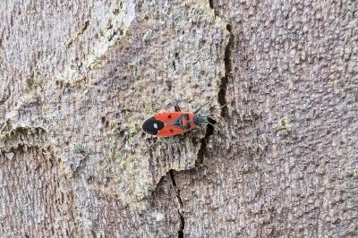 <i>Melanocoryphus albomaculatus</i>