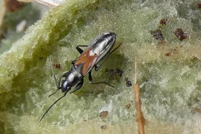 <i>Pterotmetus staphyliniformis</i>
