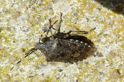<i>Rhaphigaster nebulosa</i>
