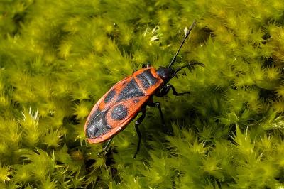 <i>Pyrrhocoris apterus</i>
