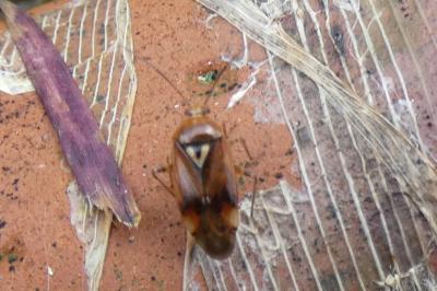 <i>Lygus pratensis</i>
