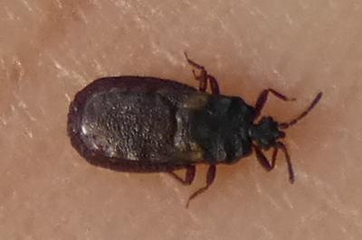 <i>Aneurus avenius</i>