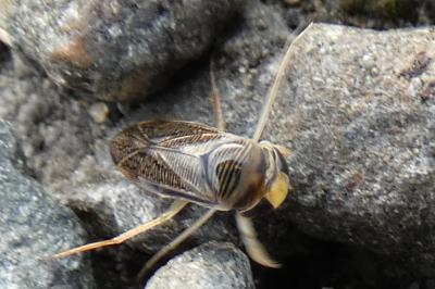 <i>Sigara</i>