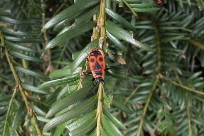 <i>Pyrrhocoris apterus</i>