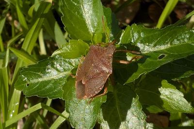 <i>Palomena prasina</i>