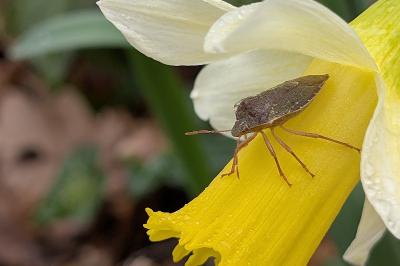 <i>Palomena prasina</i>