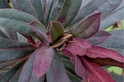 <i>Aelia acuminata</i>