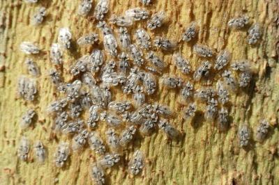 <i>Corythucha ciliata</i>