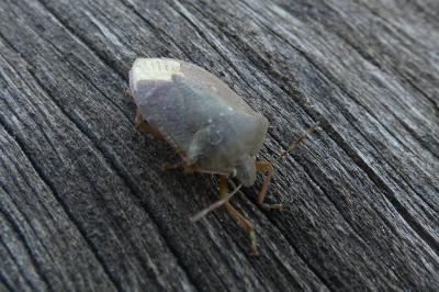 <i>Nezara viridula</i>