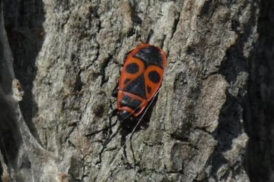 <i>Pyrrhocoris apterus</i>