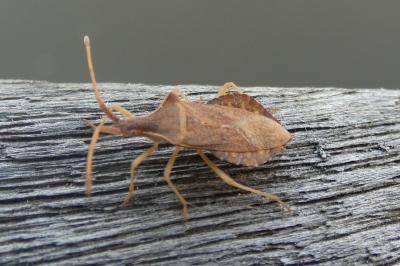 <i>Haploprocta sulcicornis</i>